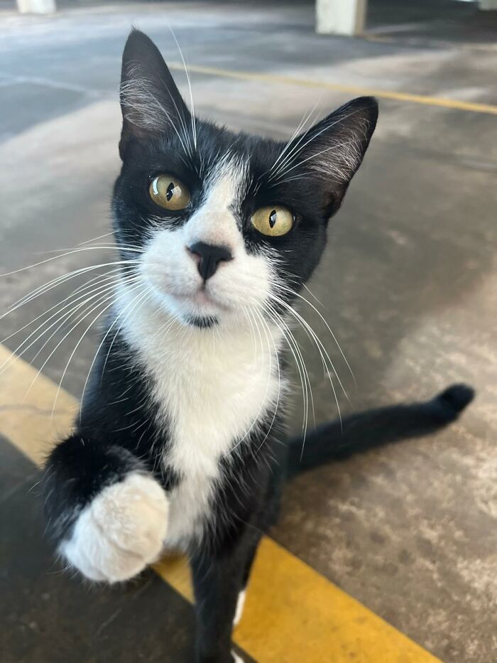 Close-up of a black and white cat with golden eyes, one paw raised, representing stray cats in a tiny condo car conversion.