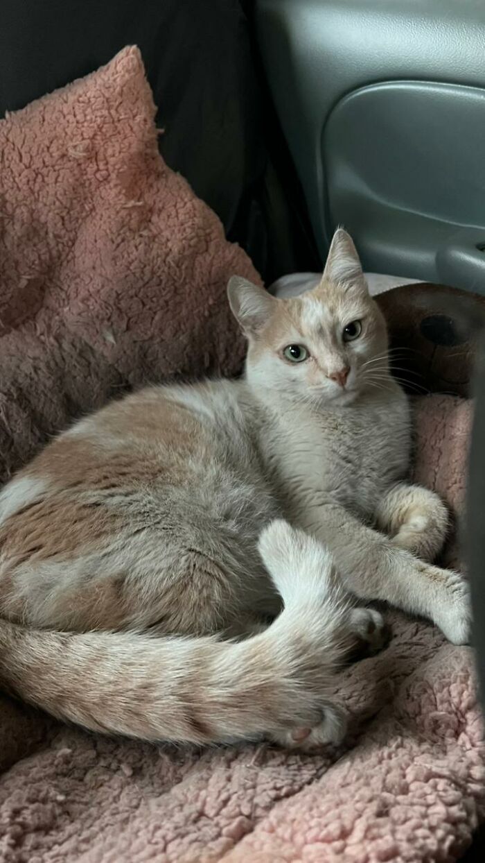 Light brown and white cat resting on a cozy blanket inside a car turned into a tiny condo for three stray cats.