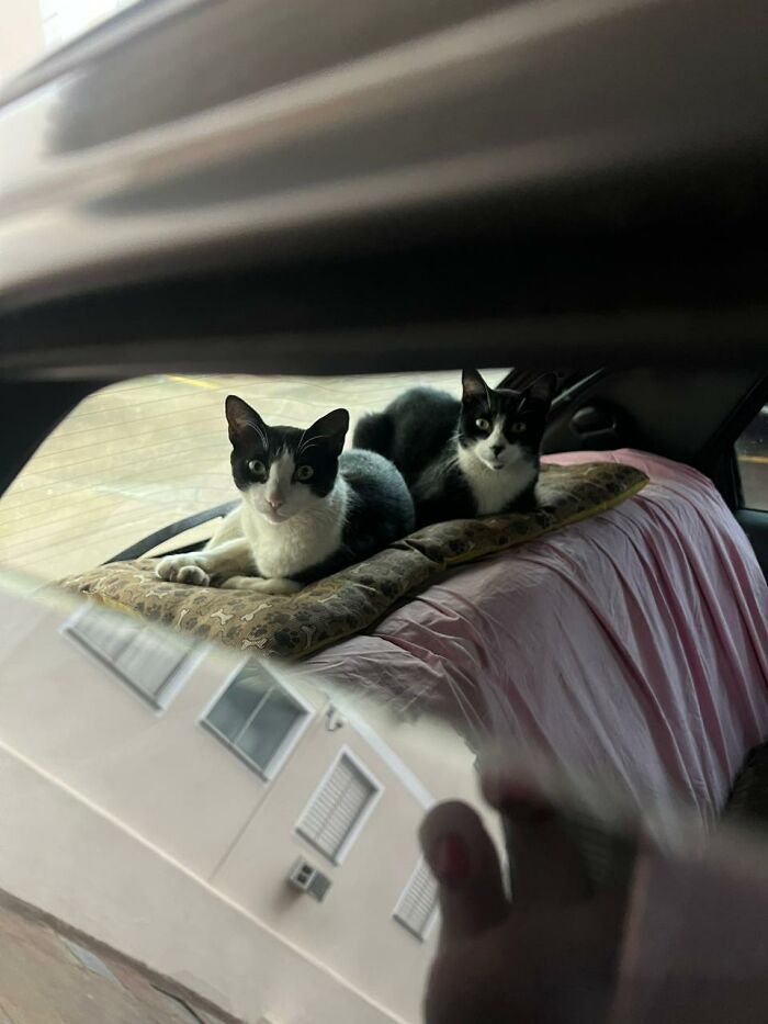 This Woman Refused To Let Stray Cats Be Displaced, So She Bought A Car For Them