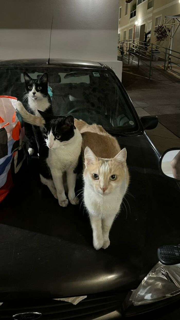 Three stray cats sitting on the hood of a black car turned into a tiny condo by a caring woman at night.