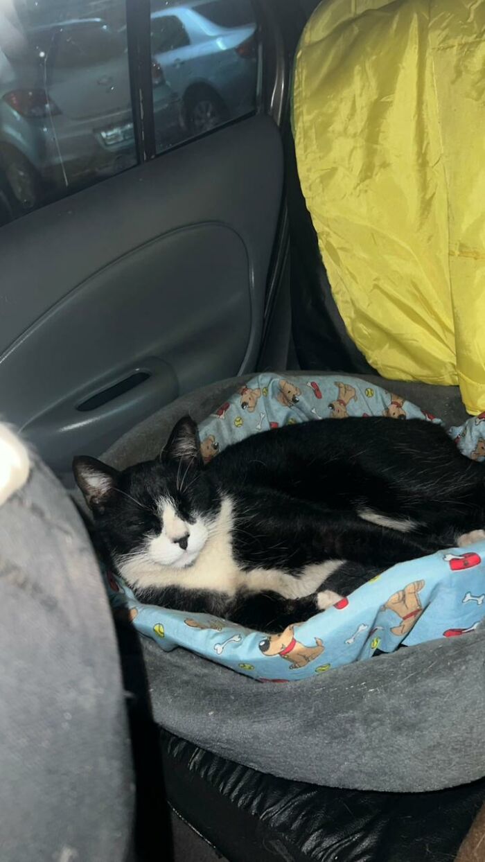 Black and white cat resting comfortably in a cozy bed inside a car turned tiny condo for stray cats.