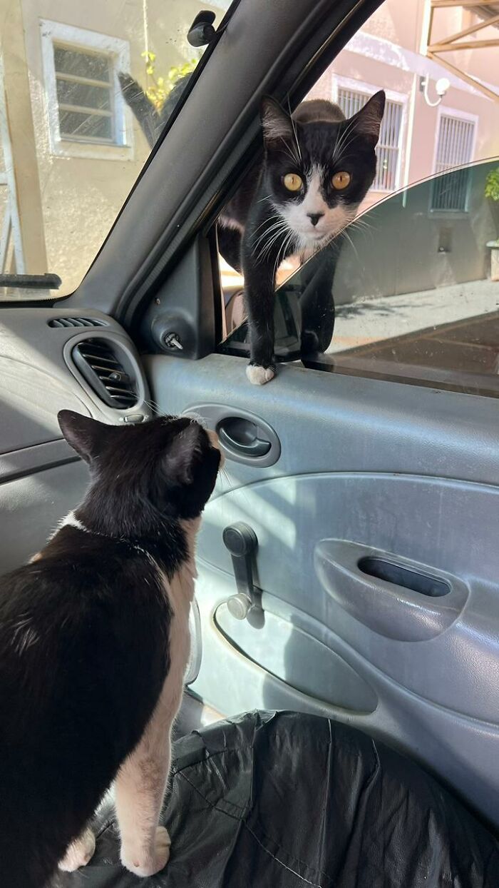 Two black and white stray cats interacting inside a car turned into a tiny condo for cats.