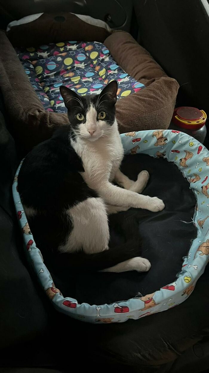 Black and white cat resting comfortably in a cozy bed inside a tiny condo made from a car for stray cats.