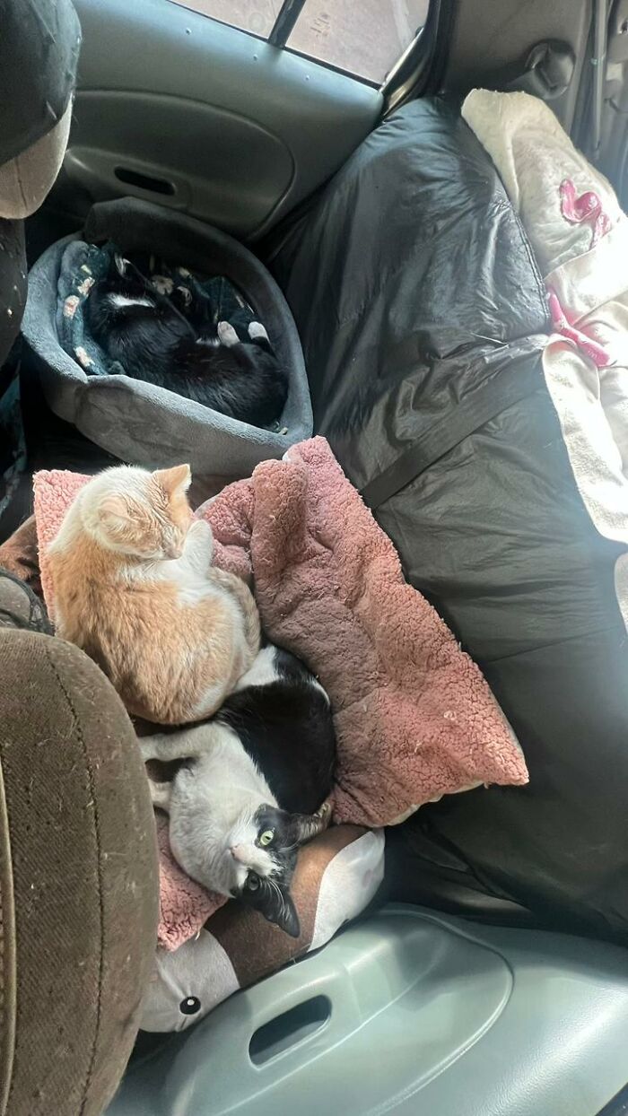 Three stray cats resting comfortably inside a car converted into a tiny condo with cozy blankets and beds.
