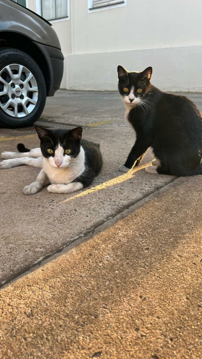 Two stray cats resting on pavement near a parked car in a tiny condo created for them by a woman.