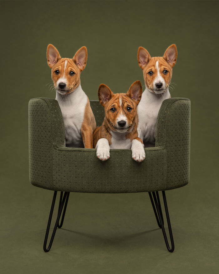 Basenji dog standing in a forest surrounded by greenery, a creative pet photo from award-winning pet photography.