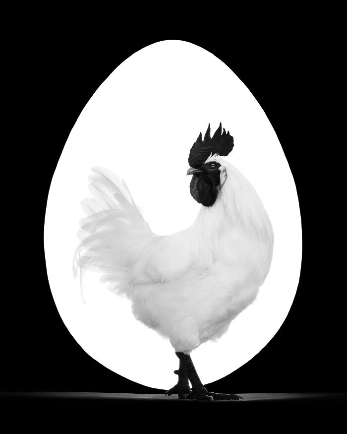 Calico cat posing gracefully against a plain backdrop in a creative pet photo winning at international pet photography awards.