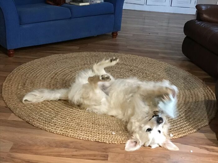 He Liked To Play With Teddies (Numerous Old Teddies Have Been Harmed)