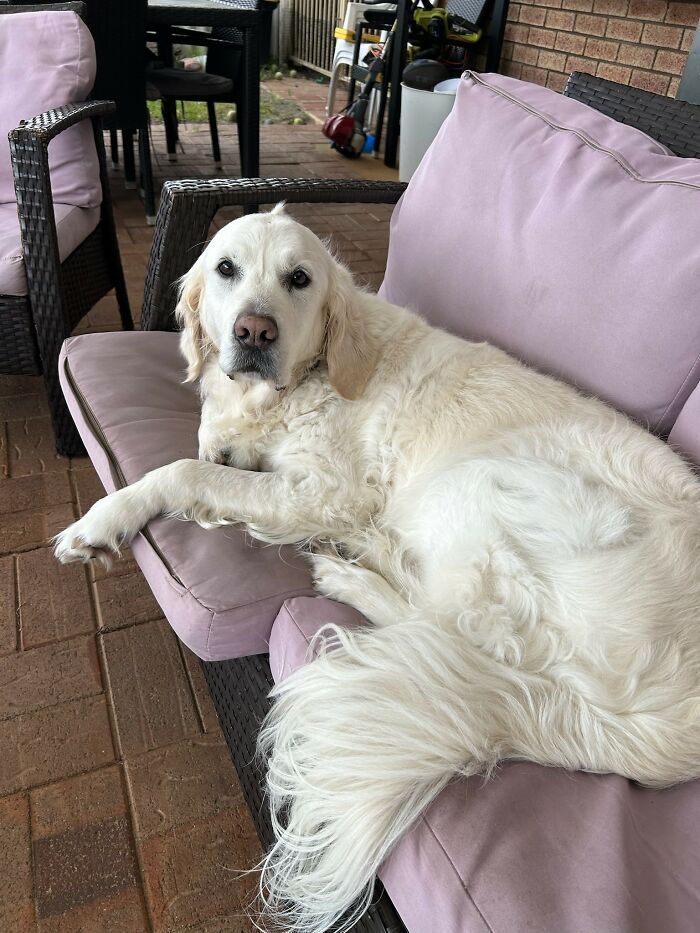 'his' Outside Couch That He Broke So The Humans Find It Uncomfortable To Sit On