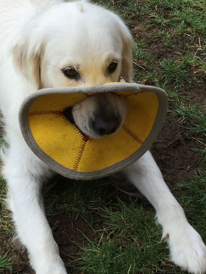 He Likes Making Holes In His Toys And Sticking His Nose Through It