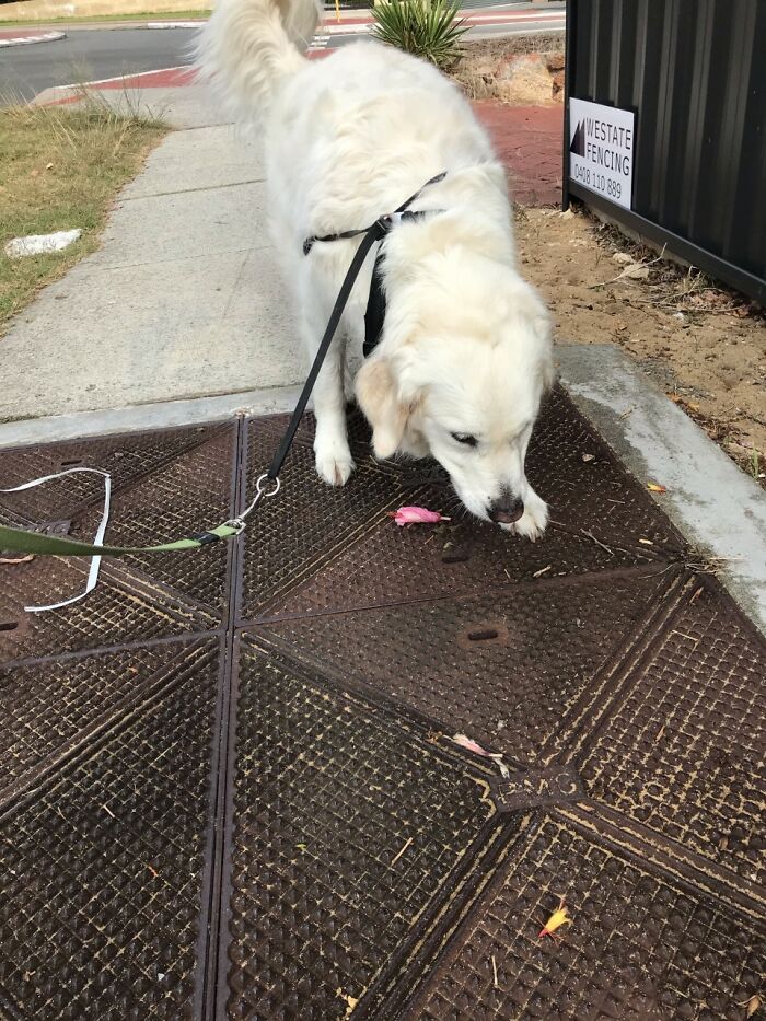 He's Walking With Caution