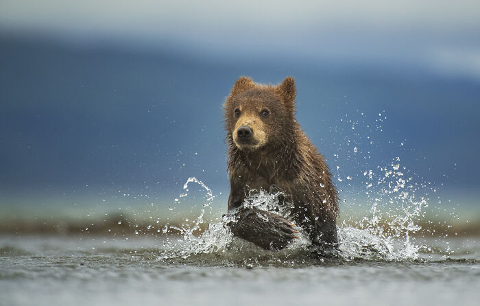 Young brown bear splashing in water, captured in stunning wildlife photo by award-winning photographer Andy Parkinson.