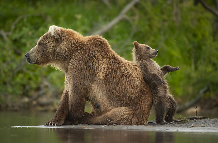 Brown bear and cub by water in forest, captured in stunning wildlife photo by award-winning photographer Andy Parkinson