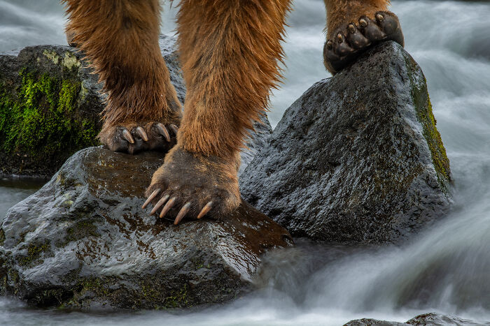 Close-up of a bear’s paws standing on wet rocks in a flowing river, showcasing stunning wildlife photography details.