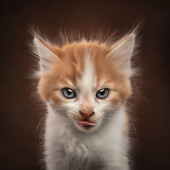 Black cat photographed from below with whiskers extended, a creative pet photo capturing unique angles for pet photography awards.