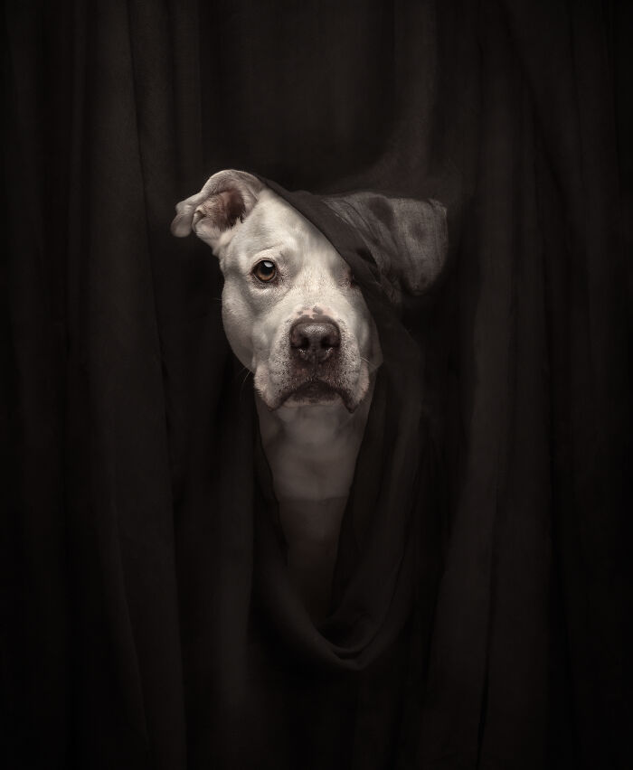 White dog peeking through dark fabric in creative pet photo, showcasing heartwarming pet photos from photography awards.