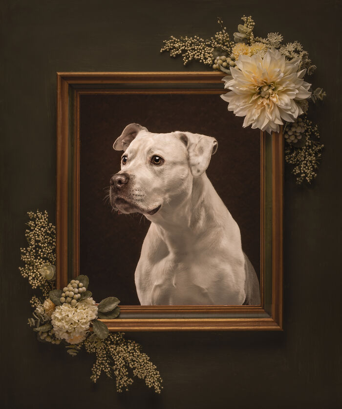 White dog peeking through dark fabric in creative pet photo, showcasing heartwarming pet photos from photography awards.