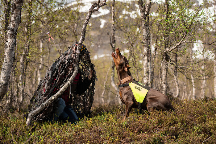 Sled dogs running through snowy landscape with musher in background in creative pet photography award winner image