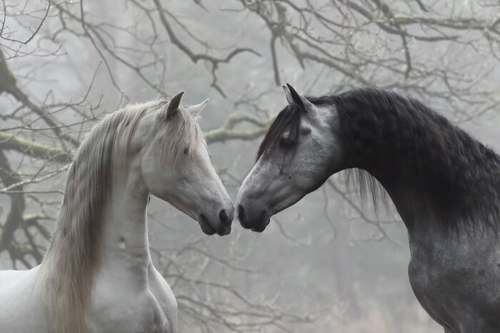 Gray horse with dark mane looking back in a foggy forest setting, showcasing creative pet photos from an award-winning collection