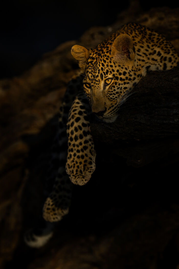 Leopard resting on a tree branch in low light captured in stunning wildlife photo by award-winning photographer.