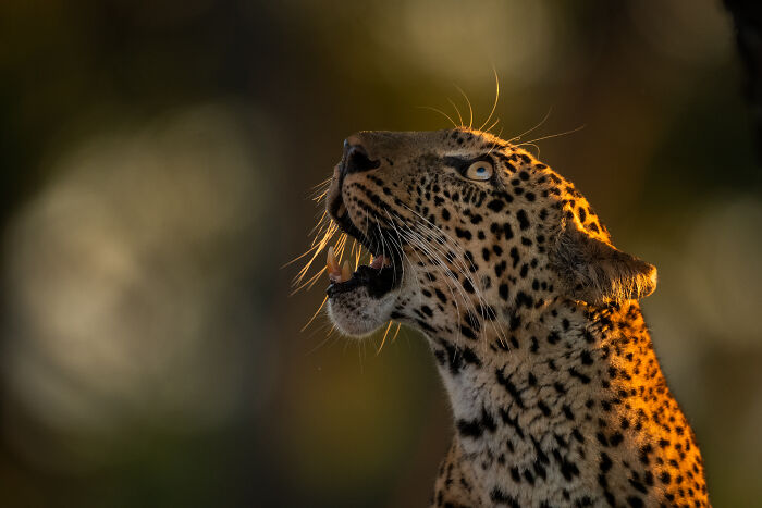 Leopard looking upward with mouth open in stunning wildlife photo by award-winning photographer in natural light.