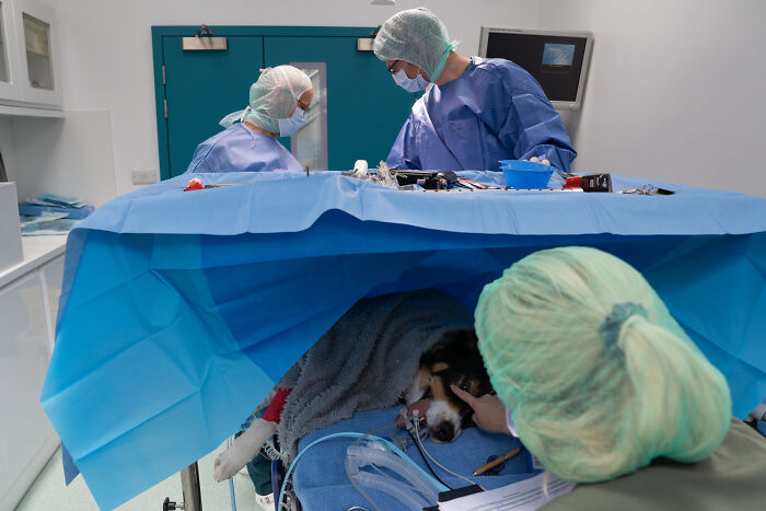 Woman receiving a loving lick from a black dog in a water therapy tank in a creative pet photo winning pet photography awards.
