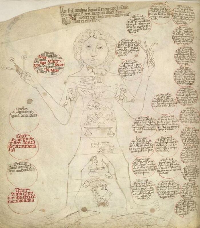 Medieval anatomical drawing with handwritten notes offering an old-school medical glimpse into the past.