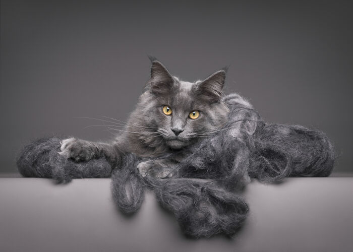 Ginger cat with flowers on head sits beside vase of wildflowers in creative pet photography award-winning photo.