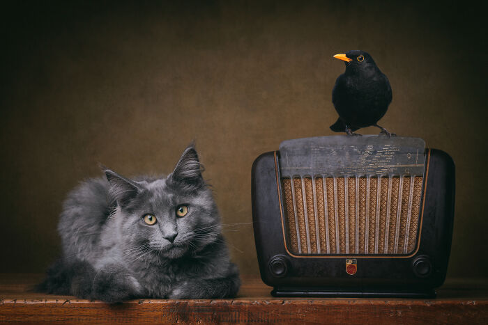 Ginger cat with flowers on head sits beside vase of wildflowers in creative pet photography award-winning photo.