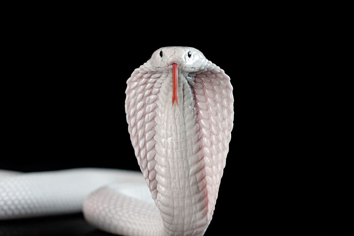 Close-up of a white cobra snake with detailed scales and extended hood, showcasing animal close-up photography.