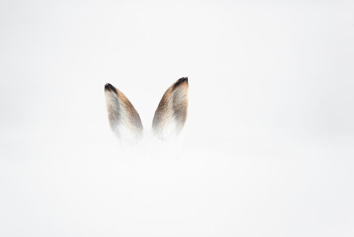 Close-up of wildlife animal ears emerging from a snowy white background in a stunning wildlife photo.