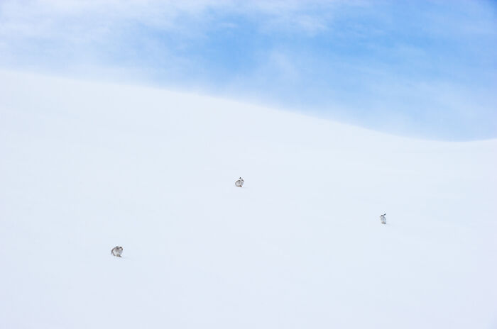 Three small Arctic hares scattered across a vast snowfield under a bright blue sky in stunning wildlife photography.