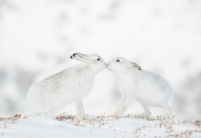 Two white arctic hares touching noses in a snowy landscape, captured in stunning wildlife photography.