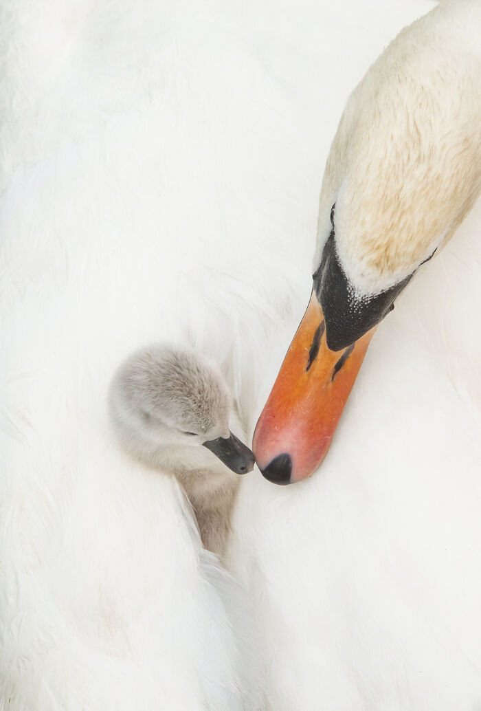 Close-up of a swan and its cygnet showcasing stunning wildlife in an intimate natural moment.