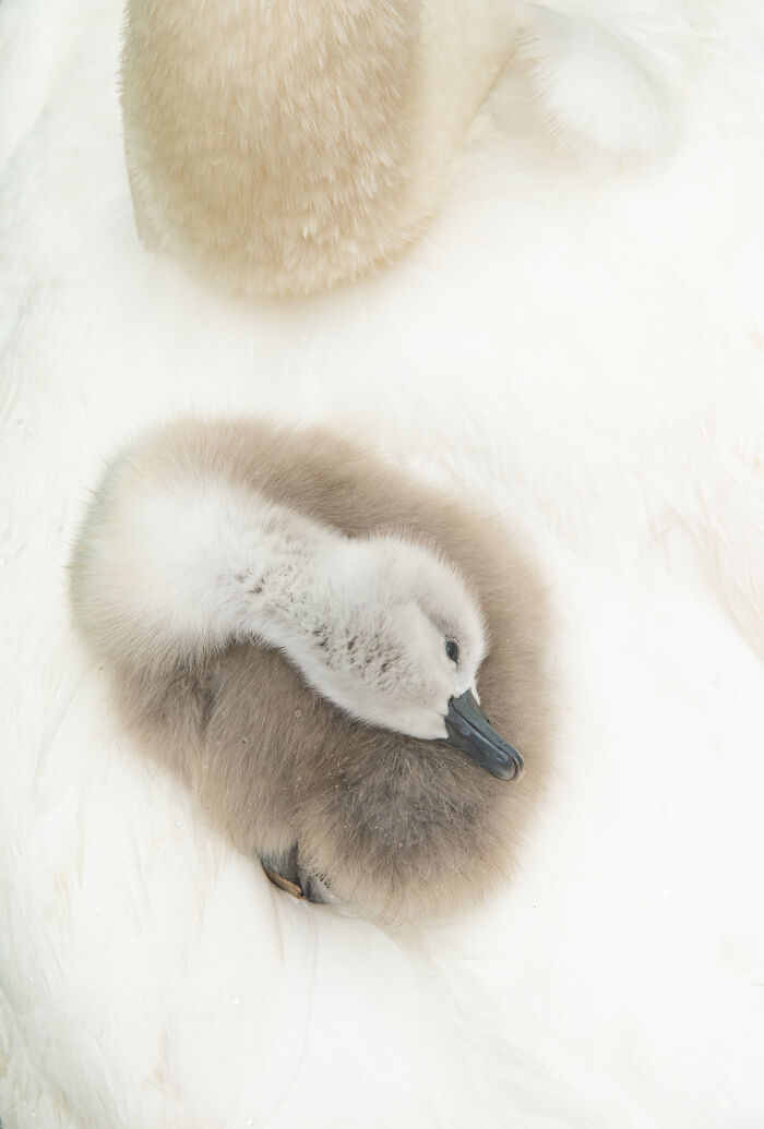 Fluffy cygnet nestled on white feathers showcasing stunning wildlife in a soft natural setting by award-winning photographer.