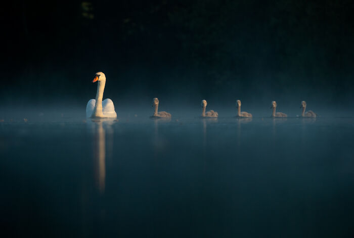 Swan with cygnets swimming through misty water at dawn in a stunning wildlife photo by award-winning photographer.