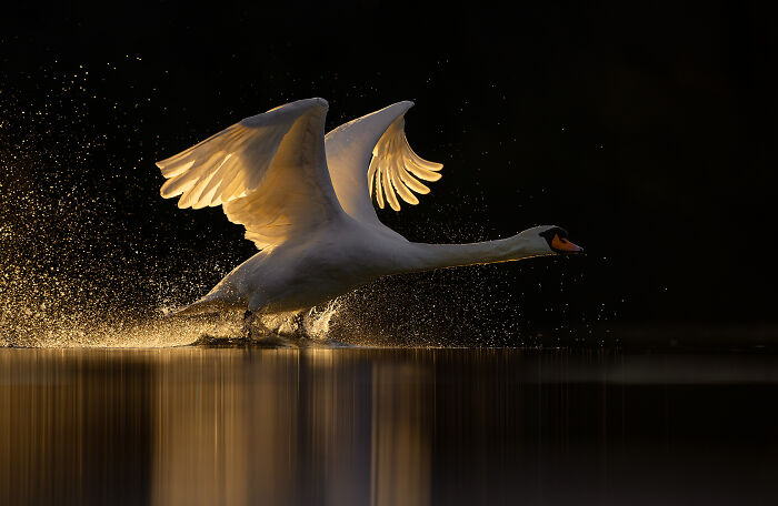 Swan spreading wings while taking off over water with splashing droplets in stunning wildlife photography by Andy Parkinson
