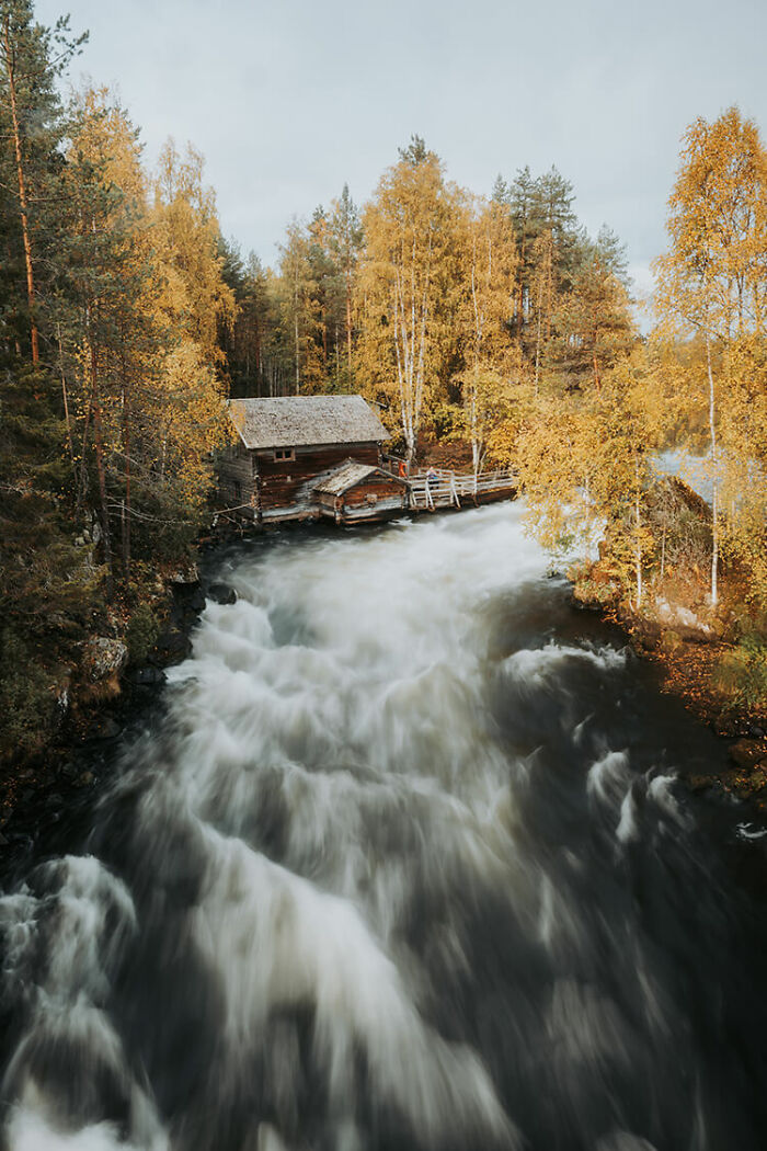 Rustic cabin by a fast-flowing river surrounded by golden autumn trees in the far north experiencing autumn magic.