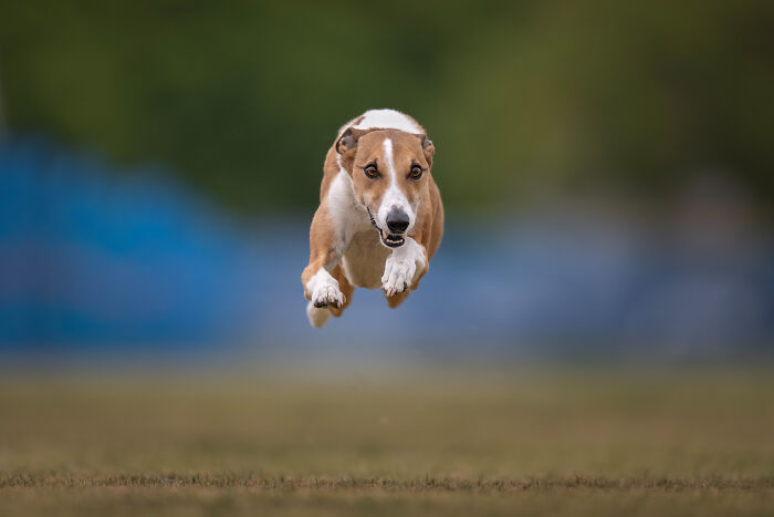 Brindle dog leaping mid-air to catch a toy, showcasing action in creative pet photos from award-winning pet photography.