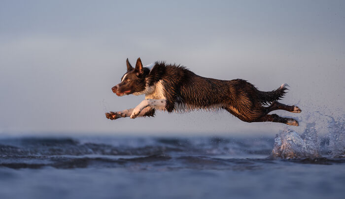 Border collie running excitedly through snow, showcasing creativity in heartwarming pet photos winning photography awards.