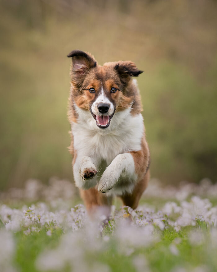 A group of creative pet photos showing dogs running joyfully through snow in a heartwarming outdoor setting.