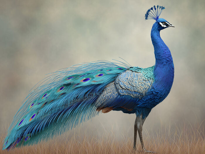 Opeacock - Optic Fibers Tail Delivers Access To All Servers