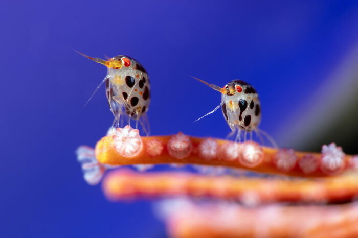 Tiny spotted sea creatures on coral branch in vibrant blue ocean, featured in stunning ocean photographer of the year awards.