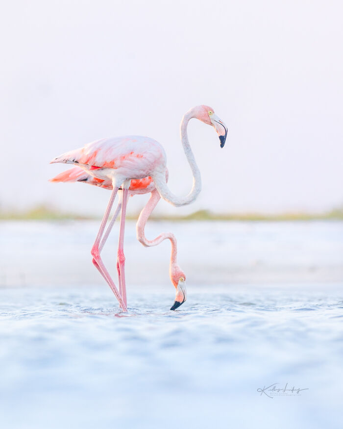 Two flamingos standing and feeding in shallow water capturing birds fine art in nature photography.