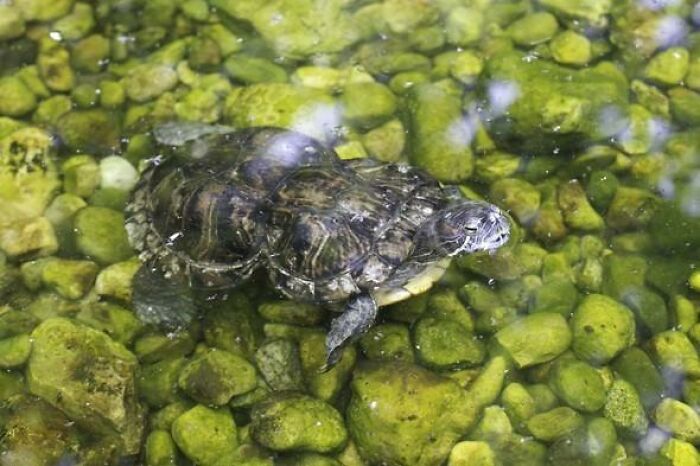 Peanut the rescued turtle swimming in clear water over green rocks, thriving at 41 years old. Peanut the rescued turtle swimming in clear water over green rocks, thriving at 41 years old.