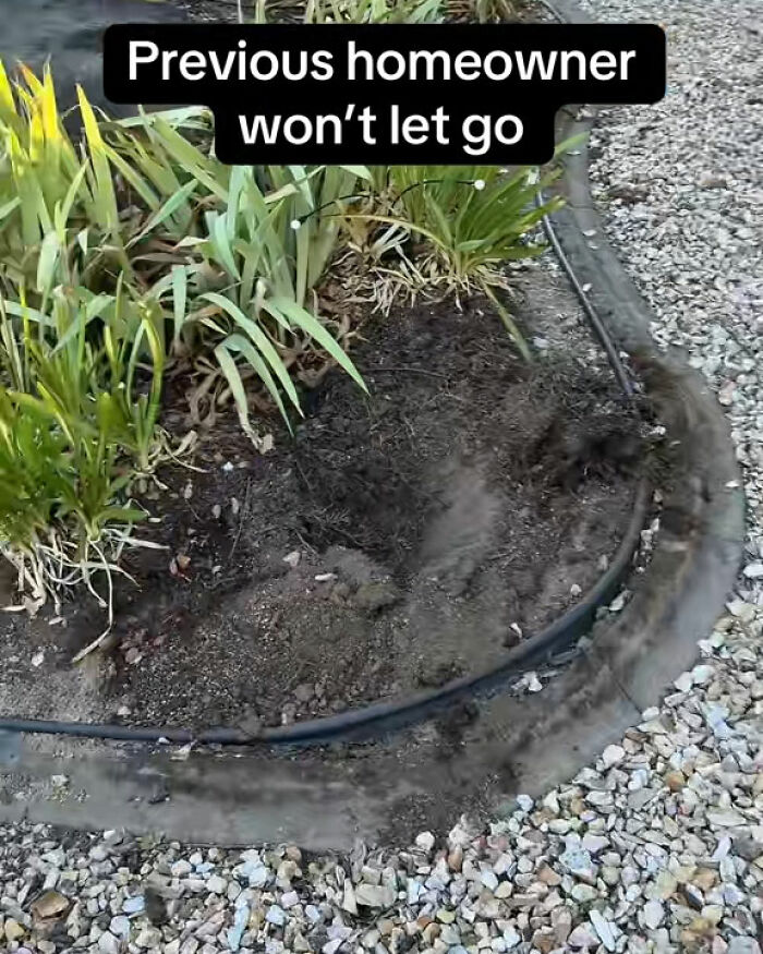 "Call The Cops": Man's Ongoing Plant Feud With House's Former Owner Goes Viral