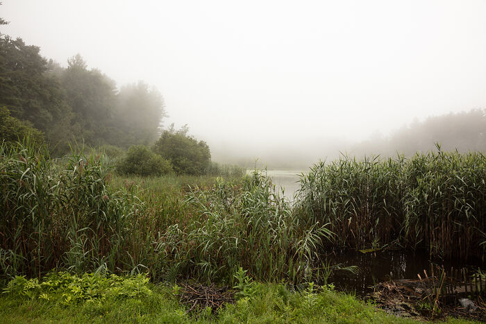 Pond On A Foggy Afternoon By Susan Anthony