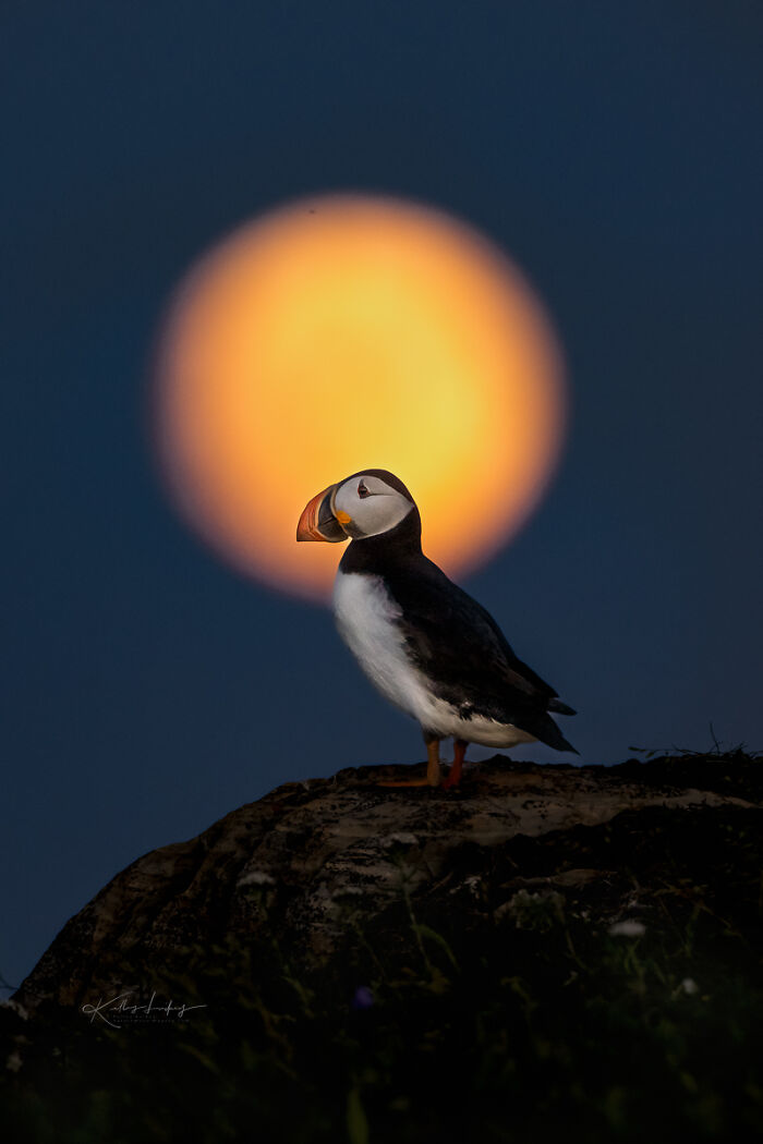 Puffin perched on a rock at night with glowing full moon behind, showcasing birds as fine art photography.