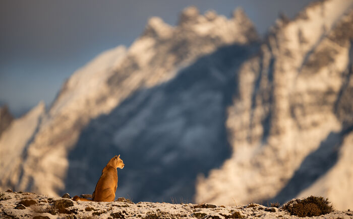Mountain lion sitting on snowy ground with blurred mountain range in background in stunning wildlife photo.