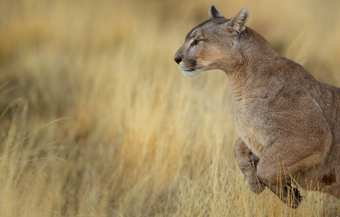 Mountain lion captured in stunning wildlife photo by award-winning photographer in natural grassy habitat.
